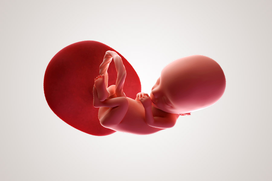 13 Weken Zwanger Grootte Baby