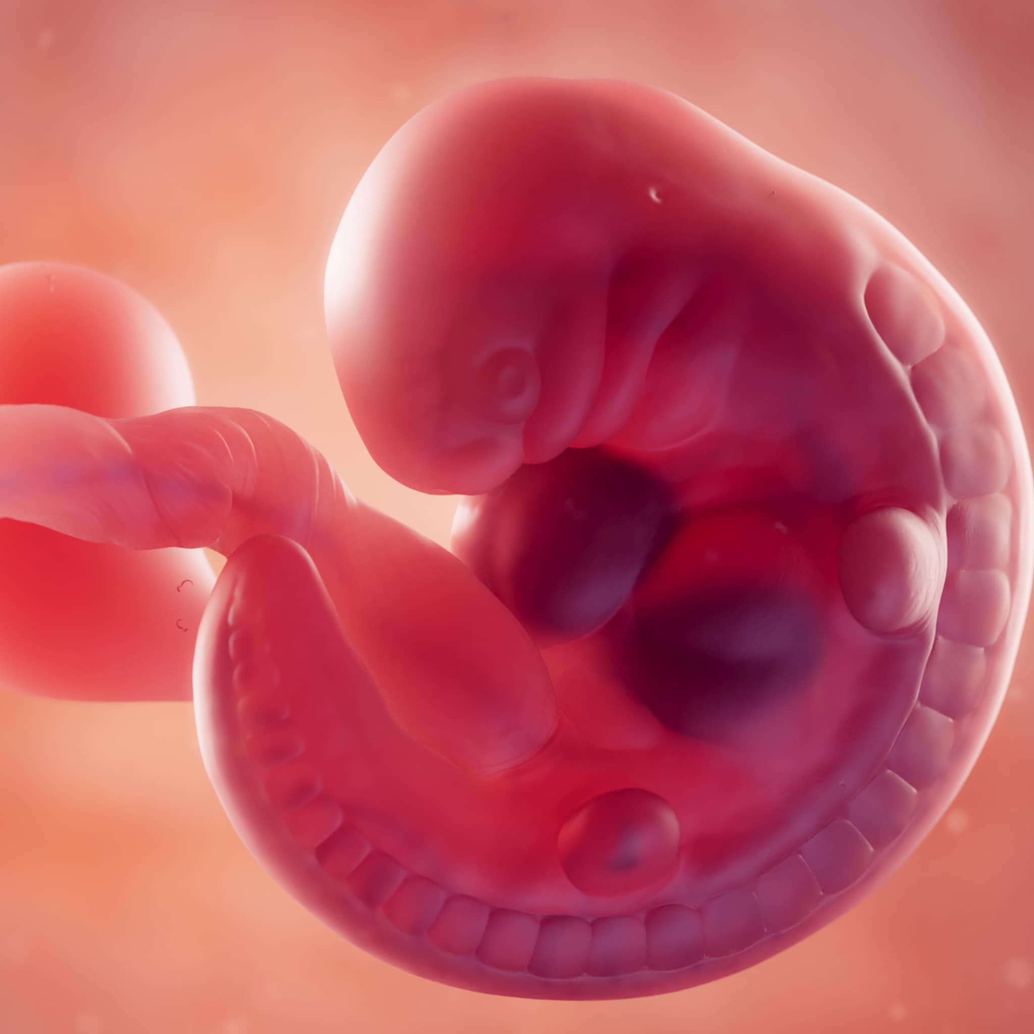 2 Weken Zwanger Baby