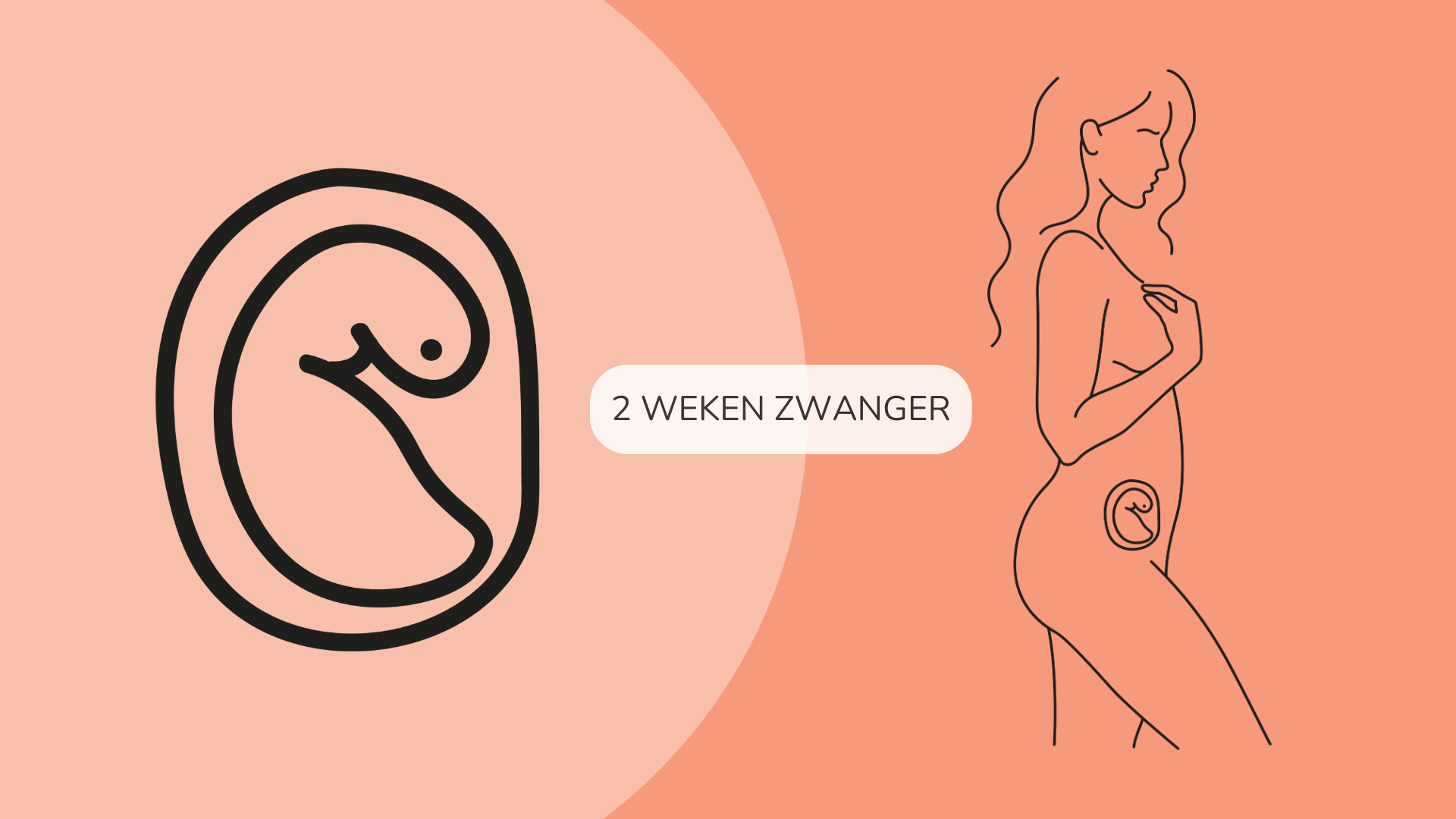 2 Weken Zwanger Pregnant