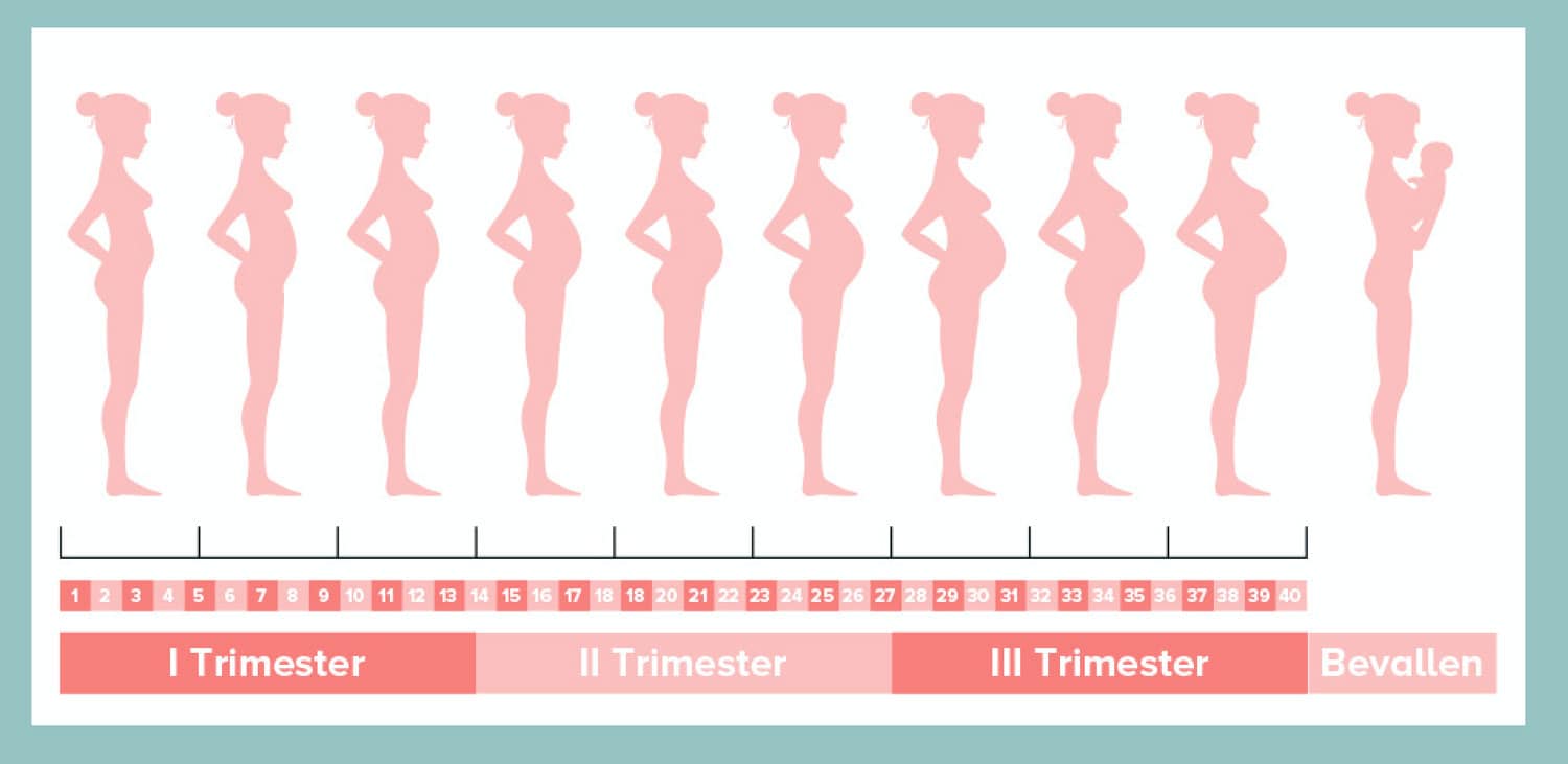 8 Weken Zwanger Symptomen