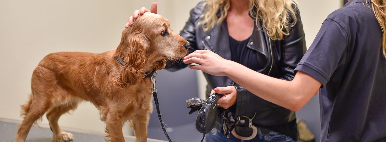 Abortus Hond Tot Wanneer