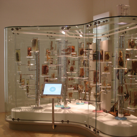 Anatomisch Museum Leiden