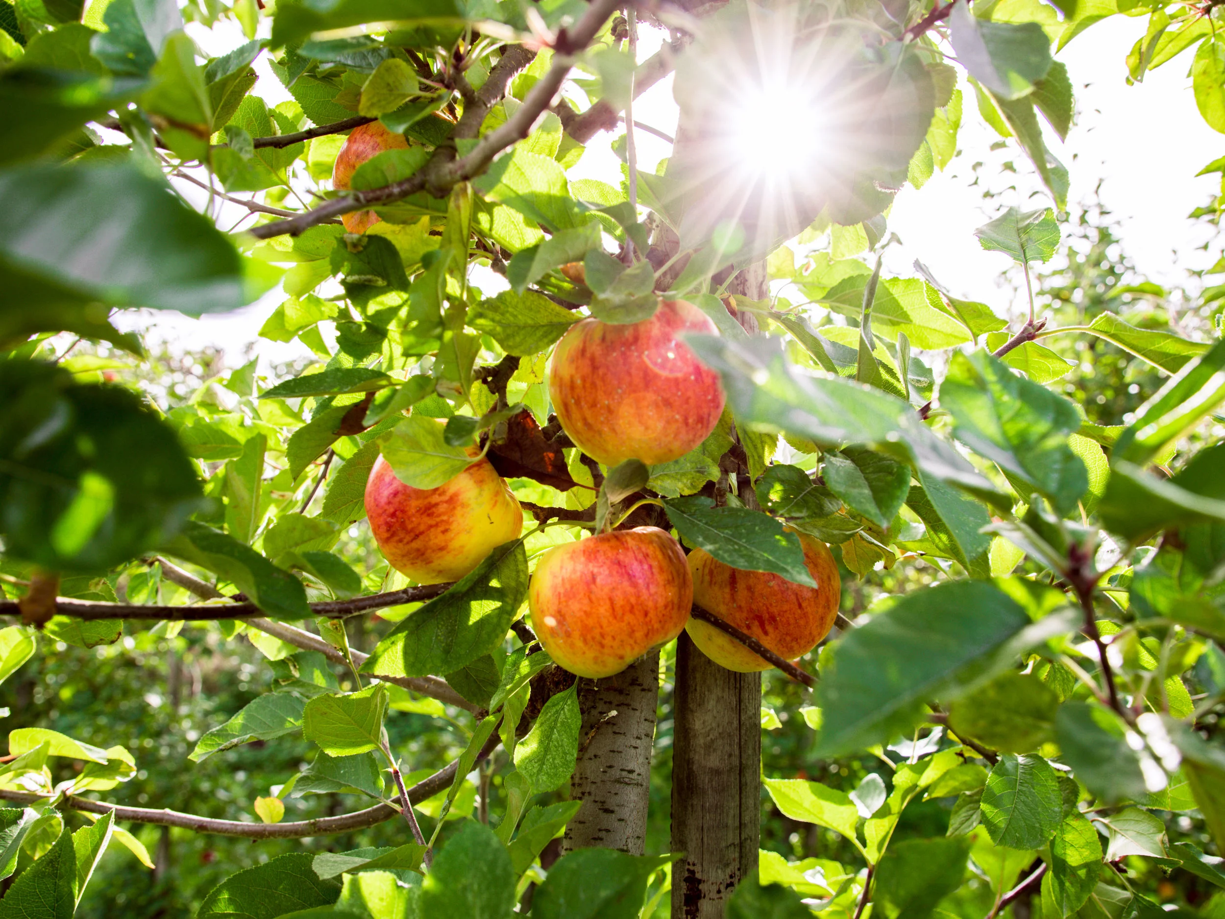 Apple Picking Amsterdam