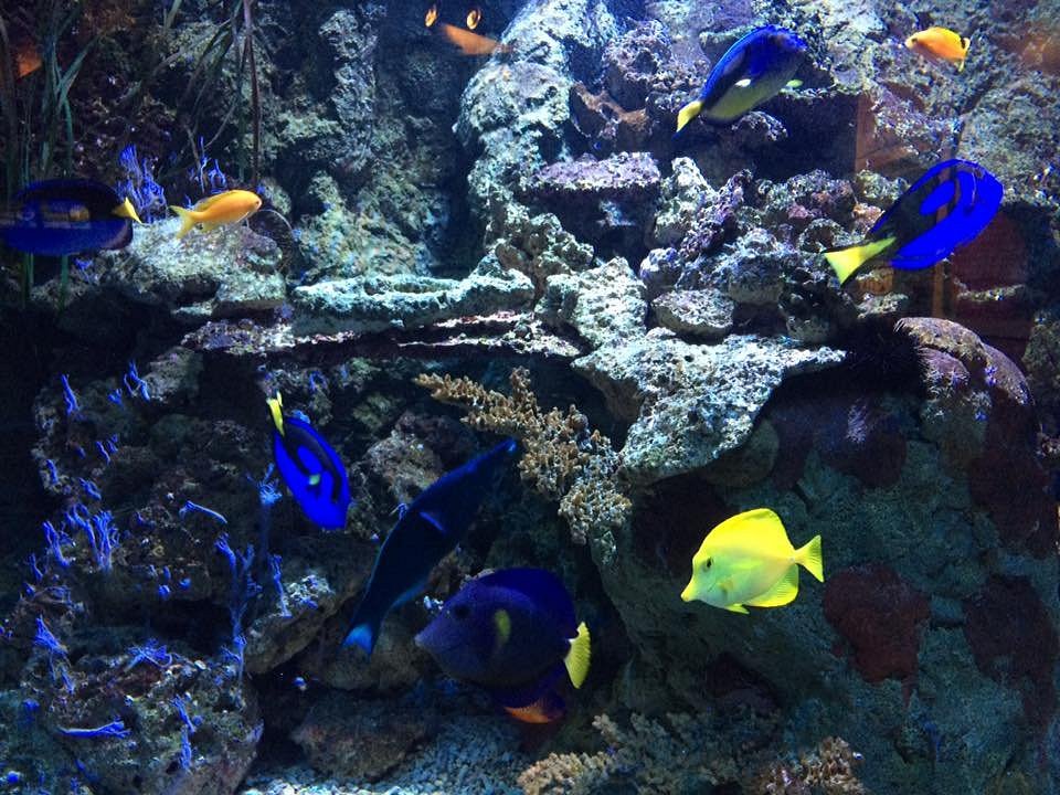 Aquarium Den Haag Sea Life Reviews