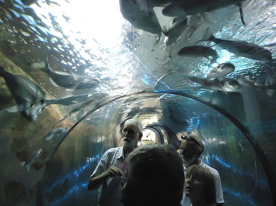 Aquarium Nederland Met Tunnel