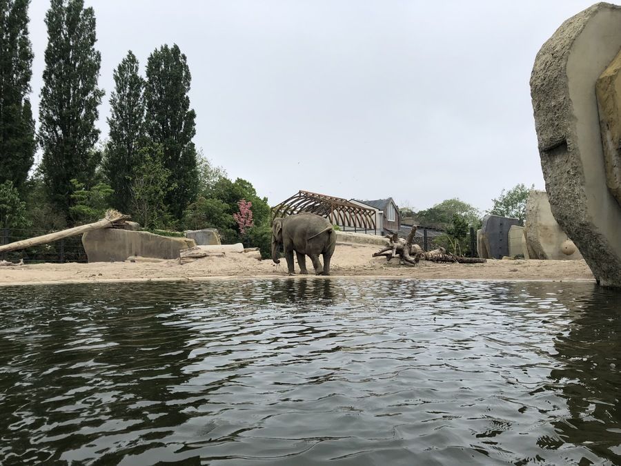 Artis Zoo Tickets Discount Price