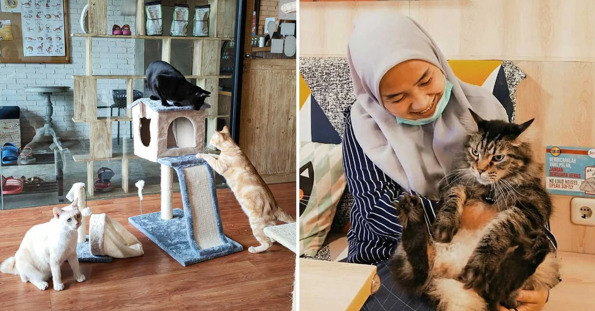 Cat Cafe Jakarta Pusat