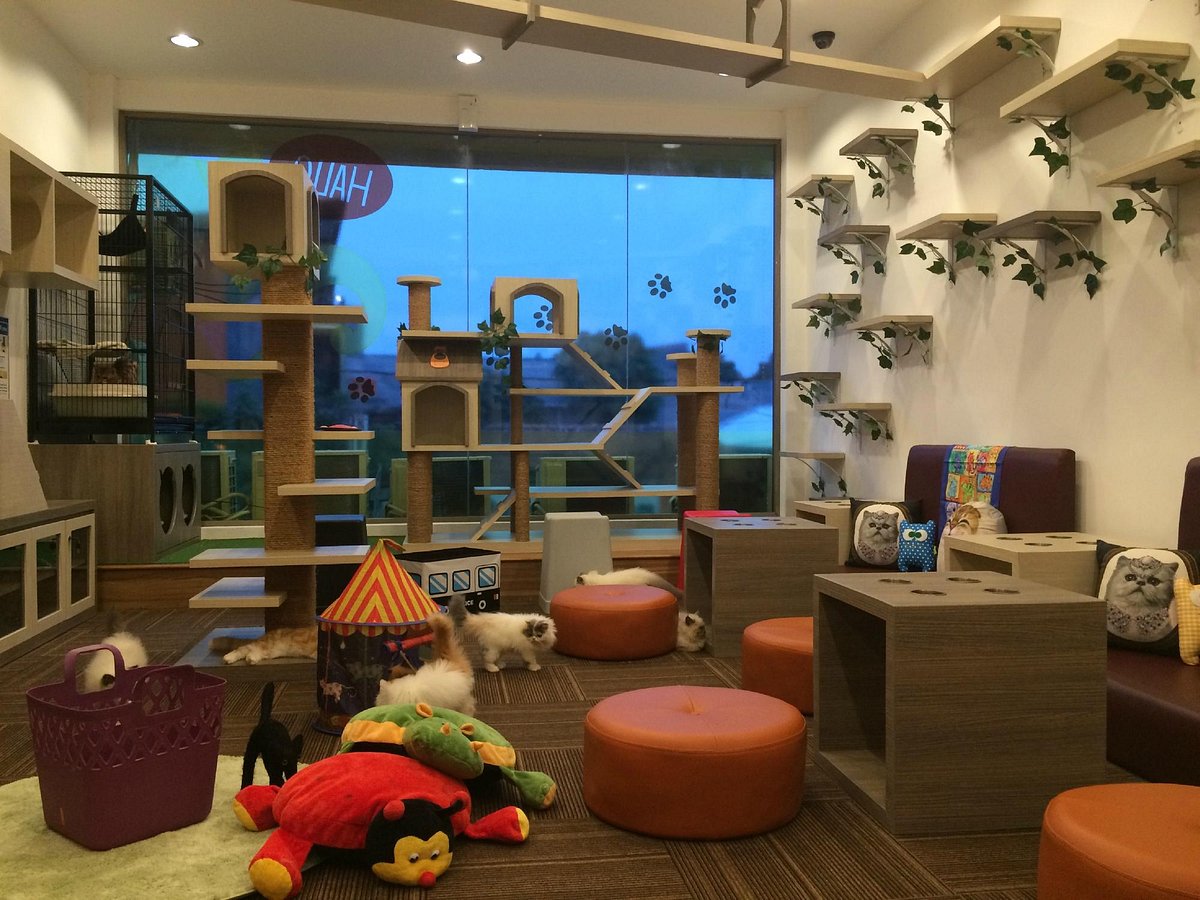 Cat Cafe Jakarta Selatan