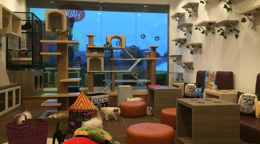 Cat Cafe Near Central Jakarta Central Jakarta City Jakarta Menu