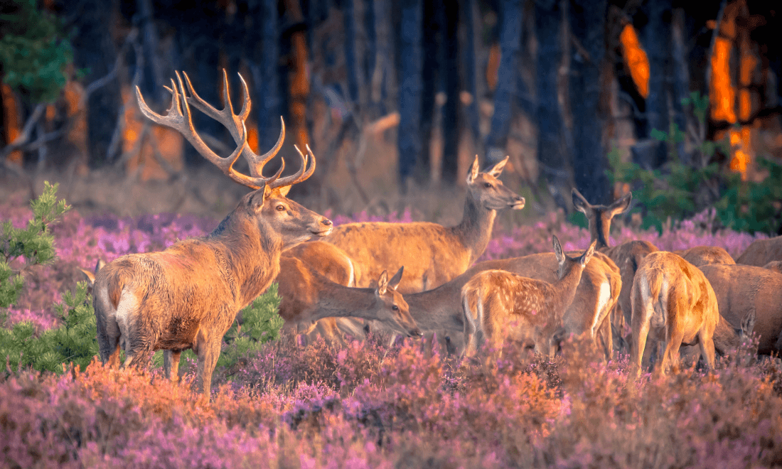Dutch National Parks Animals