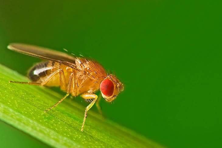Fruitvliegjes In Huis Oorzaak