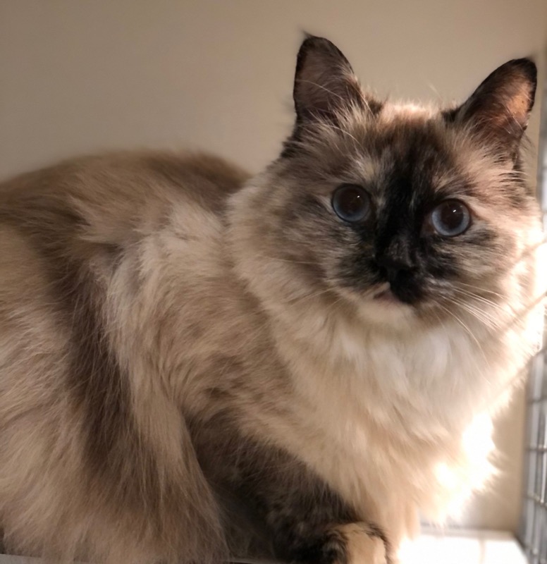 Goed Tehuis Gezocht Voor Mijn Kat