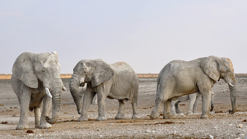 Hoe Oud Wordt Een Olifant In Gevangenschap