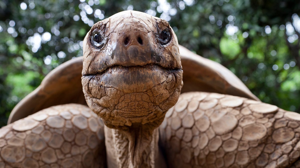 Hoe Oud Wordt Een Schildpad
