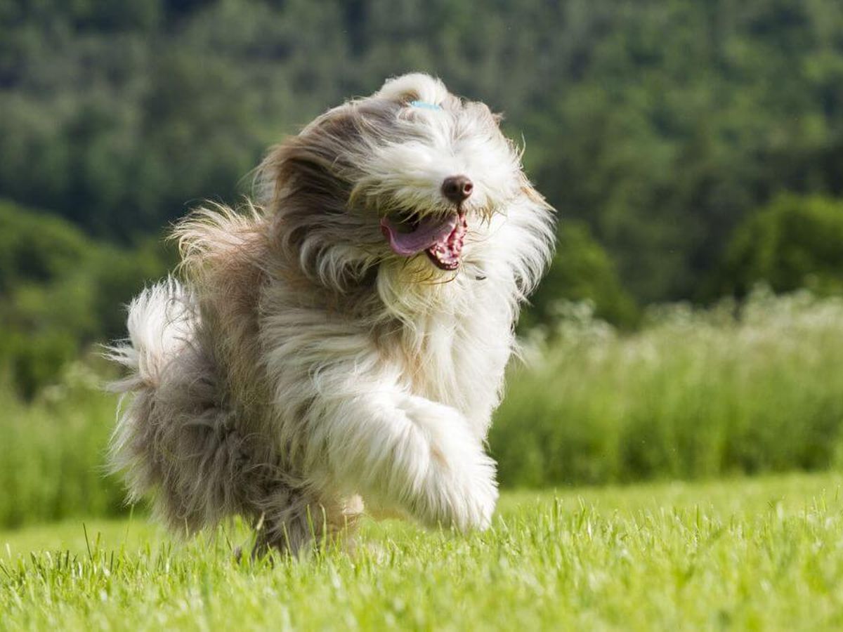 Hoeveel Haren Heeft Een Hond