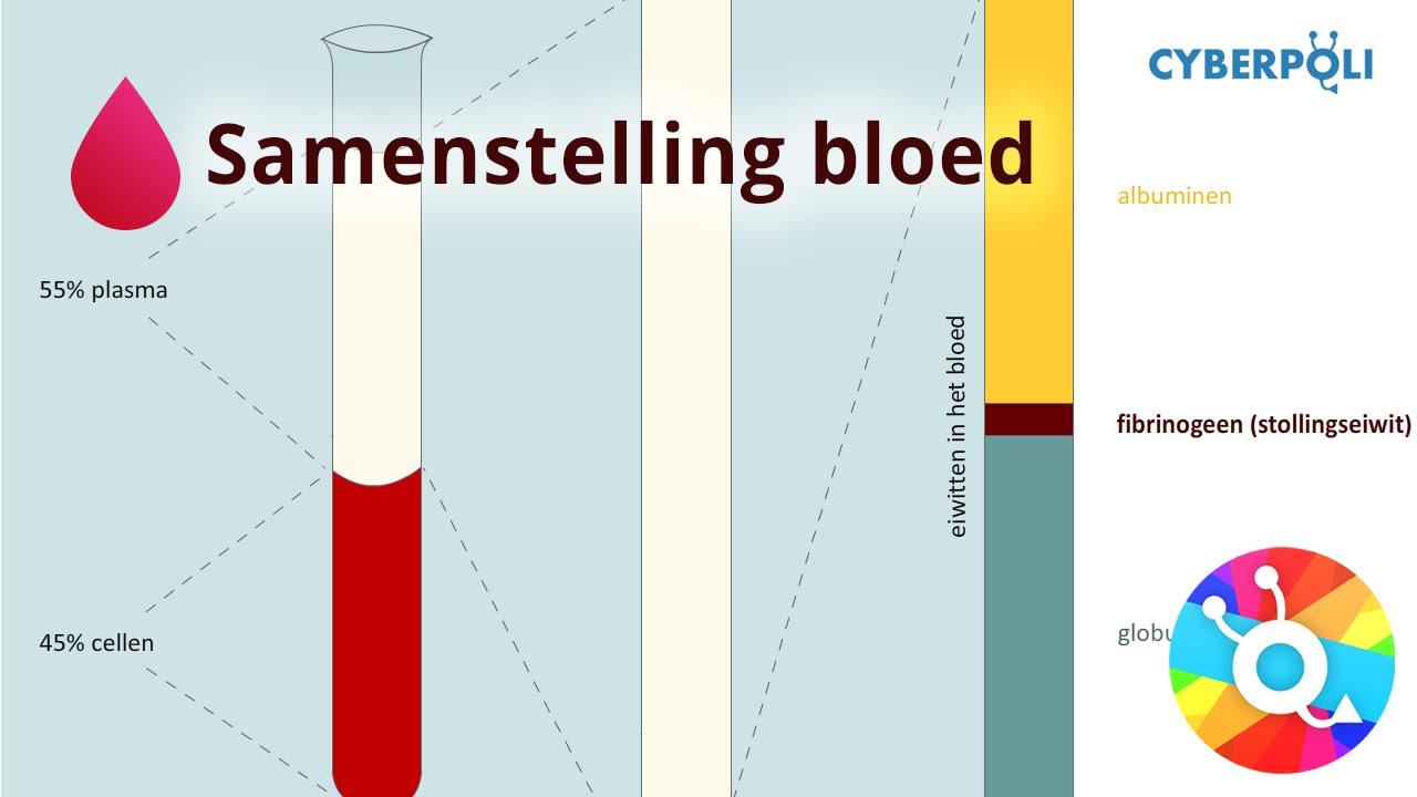 Hoeveel Liter Bloed Heeft Een Mens