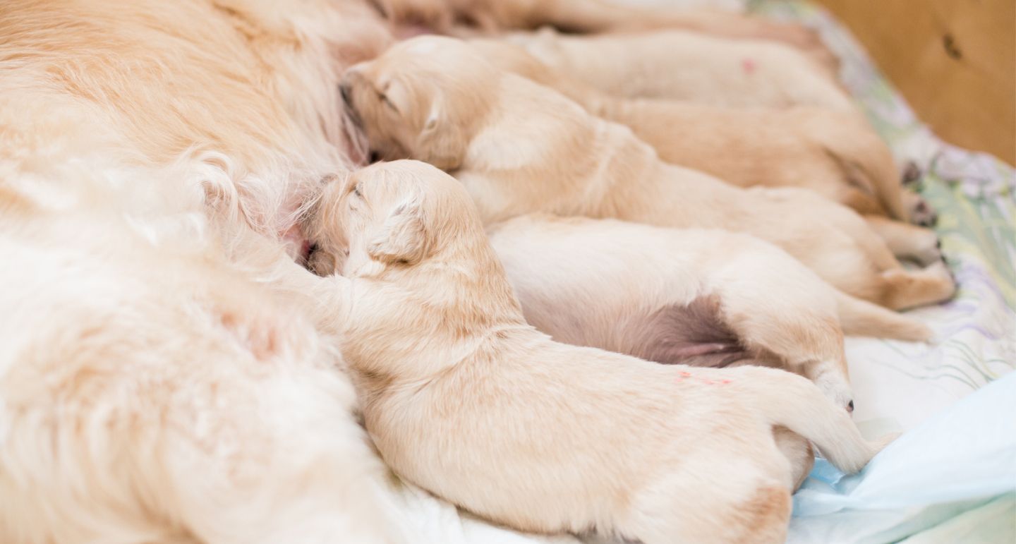 Hoeveel Weken Is Een Hond Zwanger