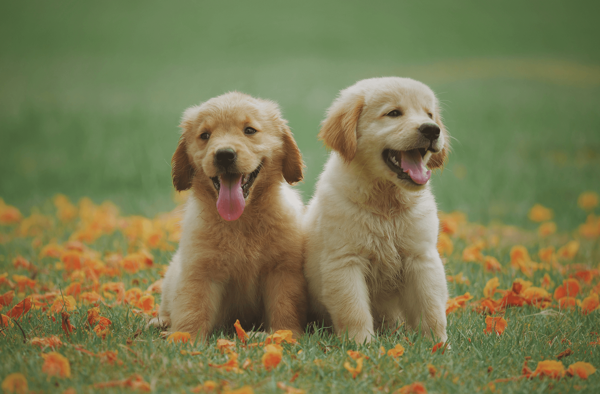 Honden Asiel België