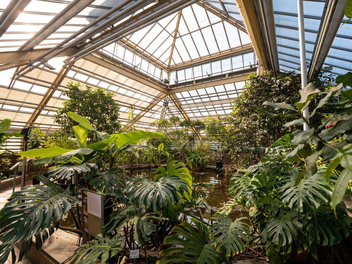 Hortus Botanicus Leiden History