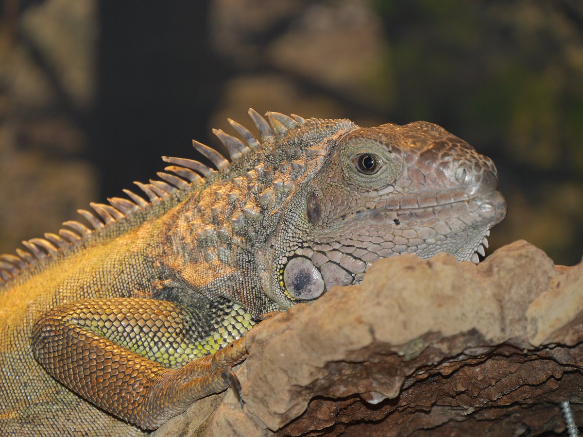 Iguana Reptile Zoo Vlissingen