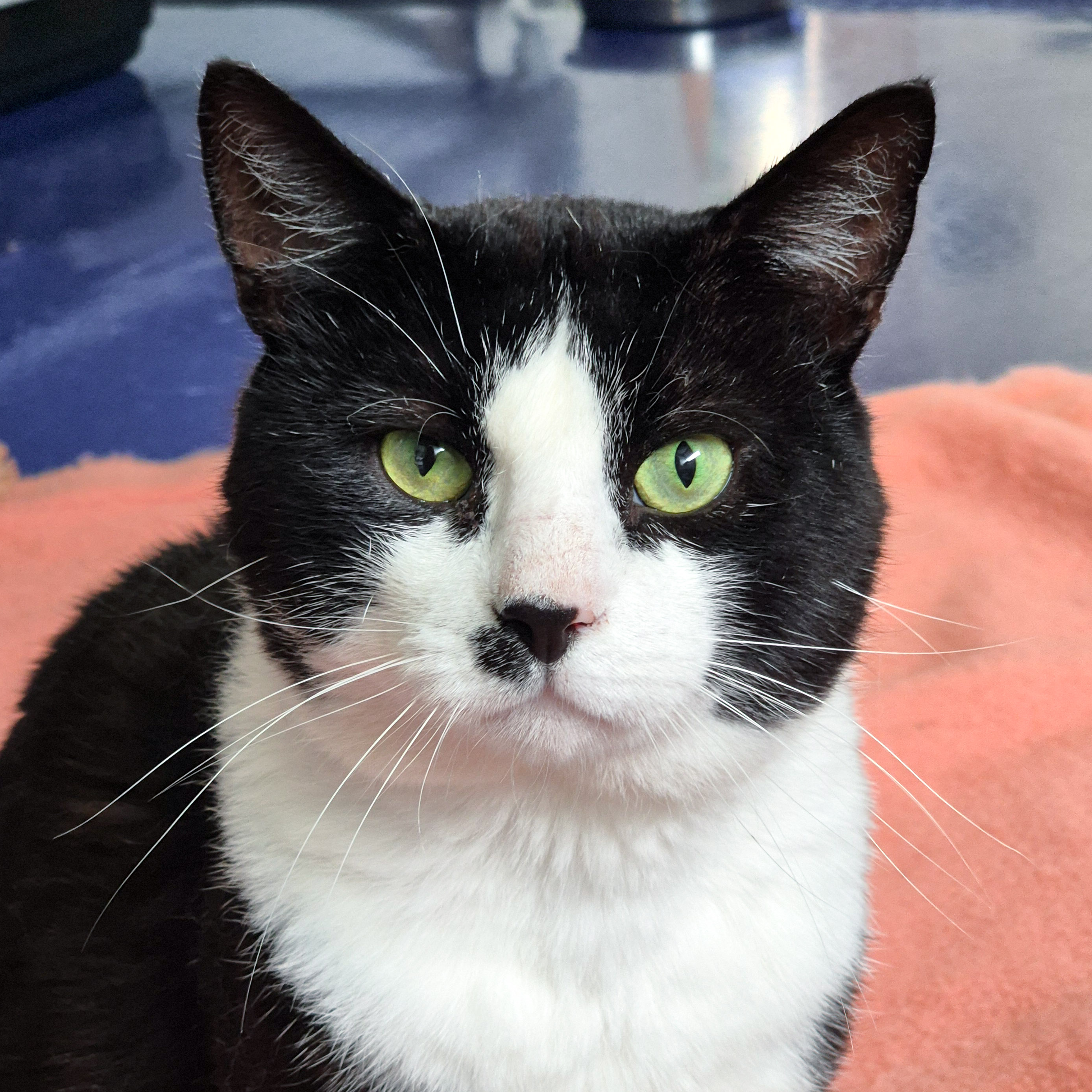 Kat Adopteren Amsterdam