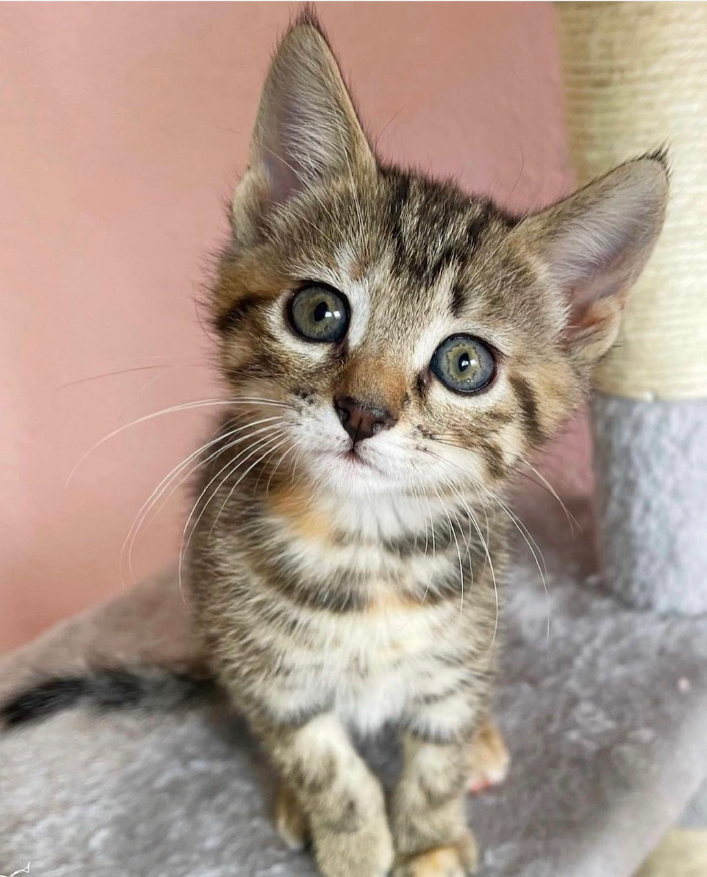 Kat Adopteren Nederland