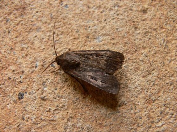 Komen Motten Op Mensen Af