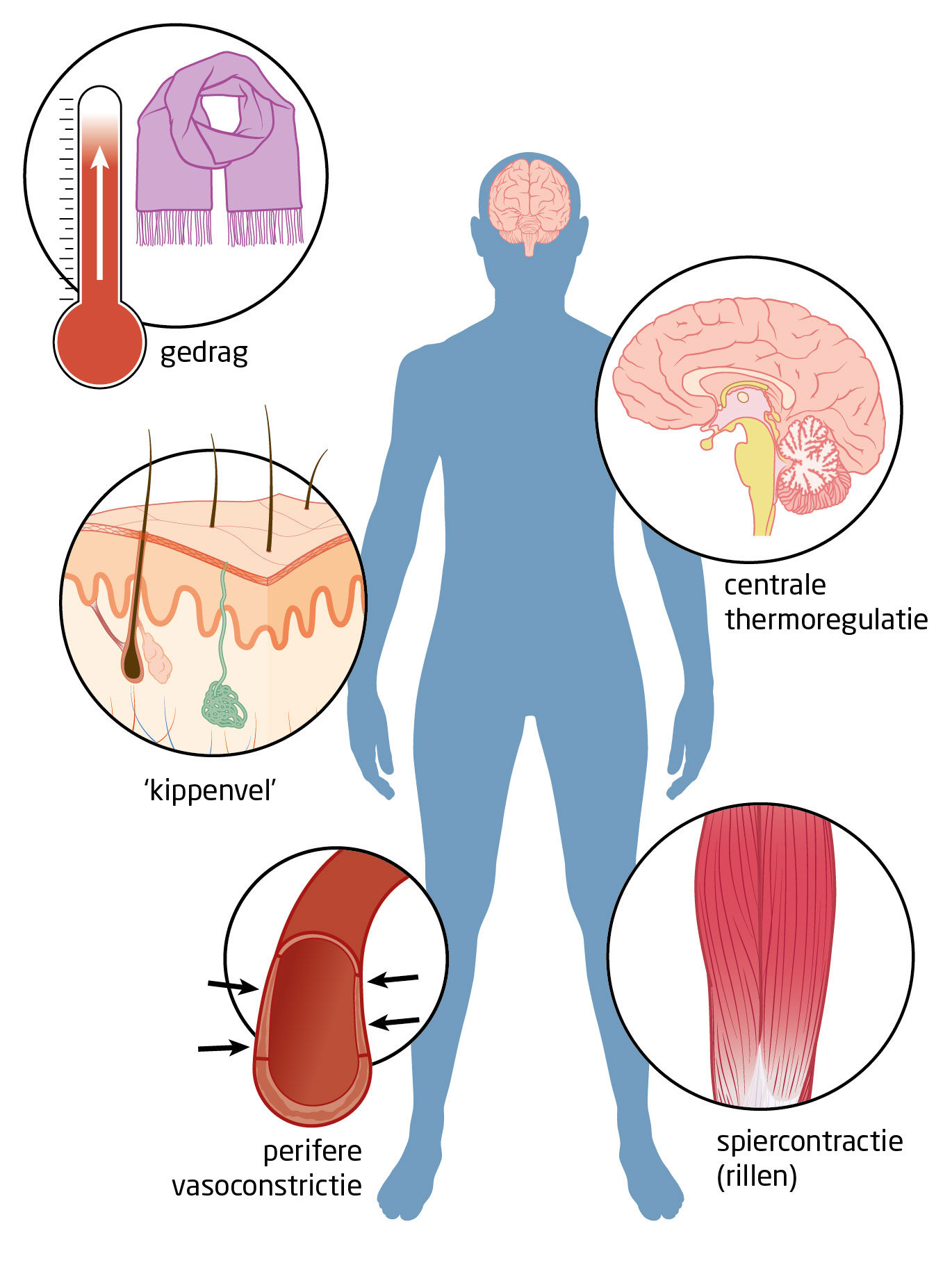Lage Lichaamstemperatuur Oorzaak