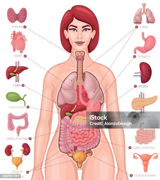 Menselijk Lichaam Vrouw
