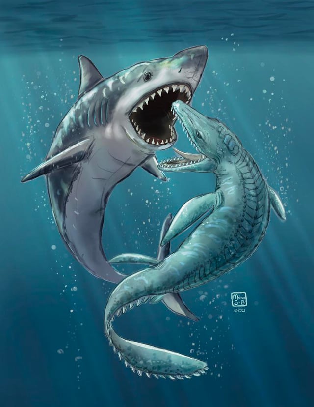 Mosasaurus Vs Megalodon