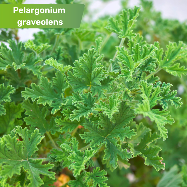 Muggen Verjagen Buiten