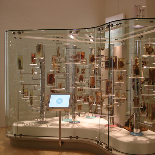 Museum LUMC