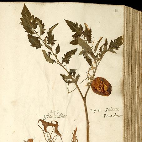 Naturalis Biodiversity Center Herbarium