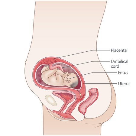 Position Of Baby At 24 Weeks Pregnant