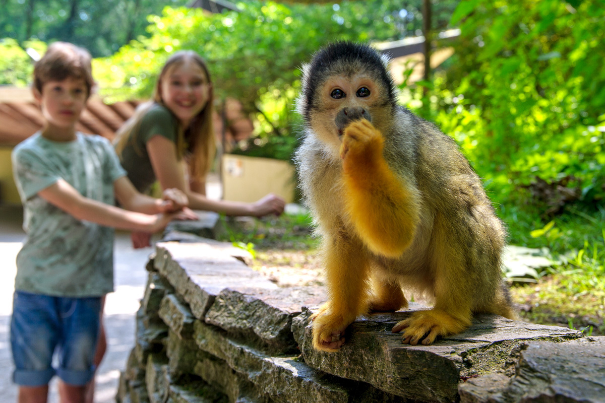 Route Apenheul Apeldoorn Tickets