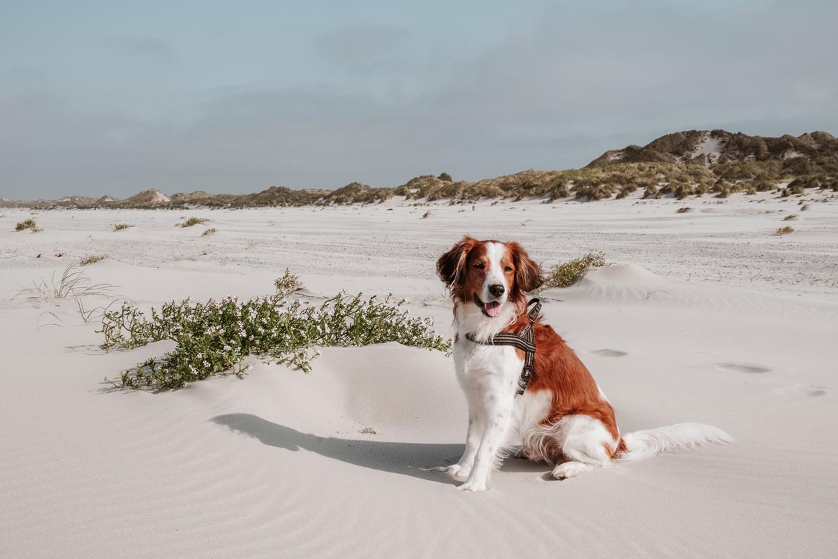 Wat Te Doen Op Terschelling Met Hond
