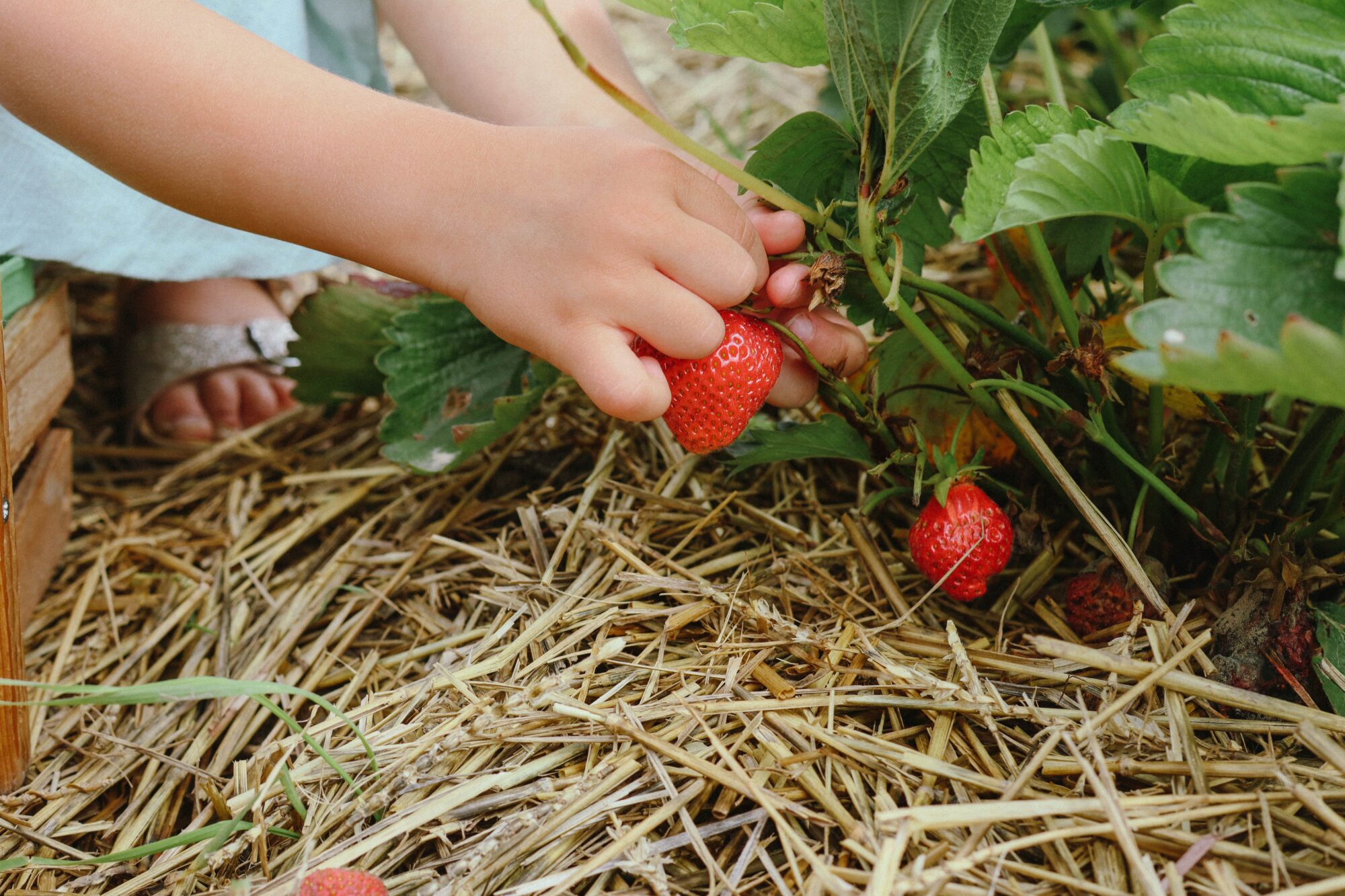 Aardbeien Plukken Rotterdam