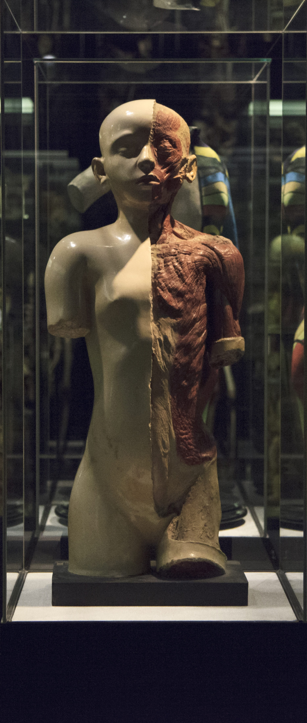 Anatomisch Museum Umc Prices