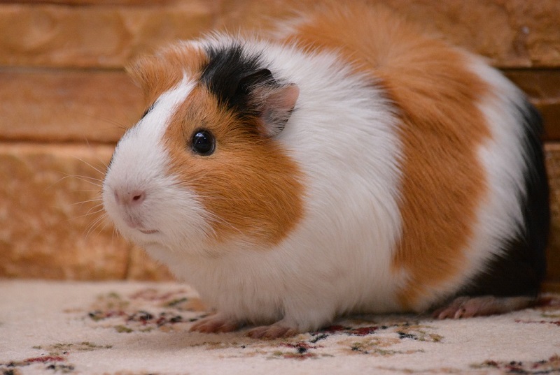 Hoe Oud Wordt Een Cavia