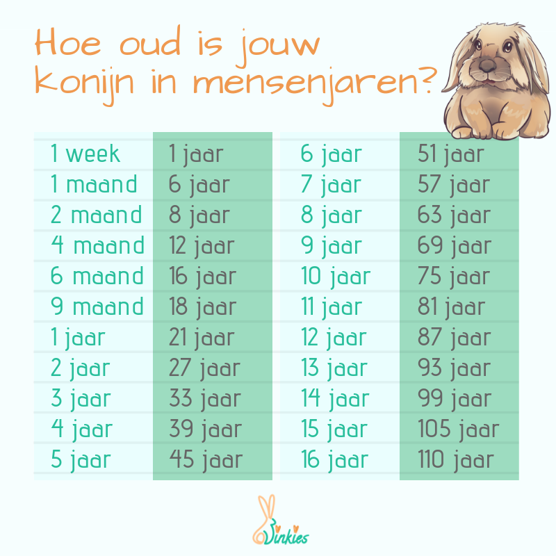 Hoe Oud Wordt Een Hangoor Konijn