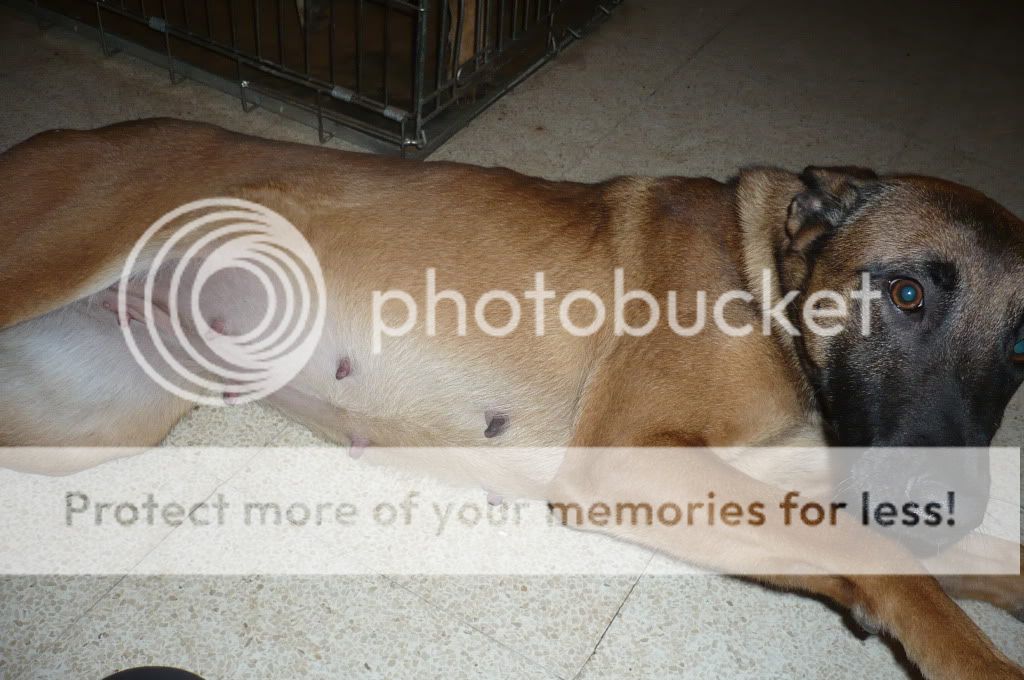 Hond 4 Weken Zwanger