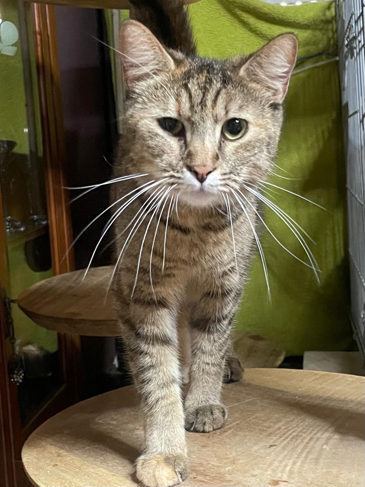 Kat Adopteren Antwerpen