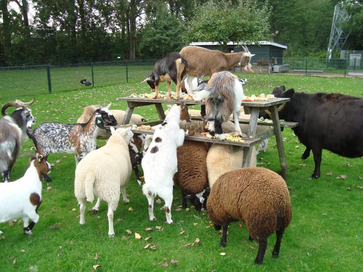 Kinderboerderij
