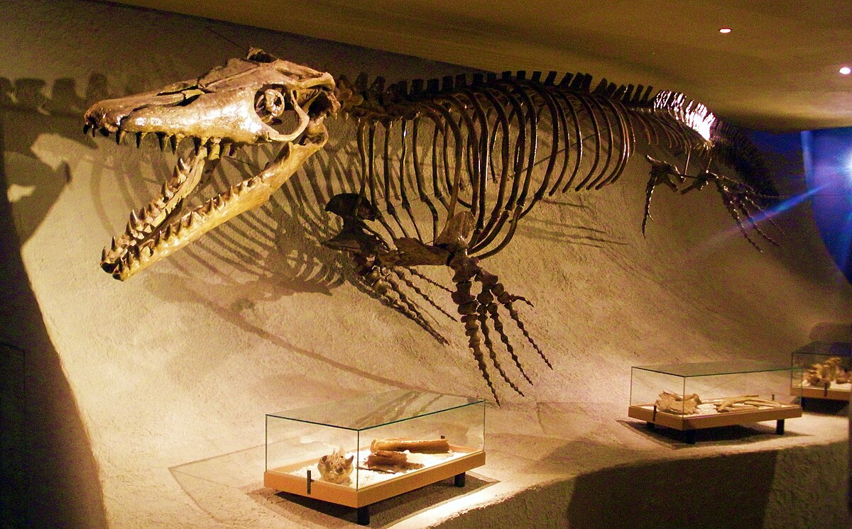 Mosasaurus Skeleton Museum