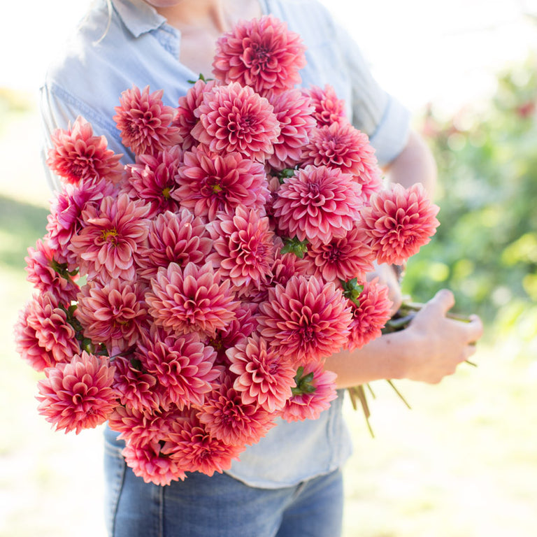 Mystique Flowers