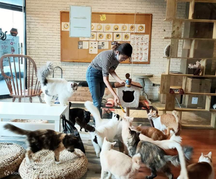 The Cat Cabin Jakarta