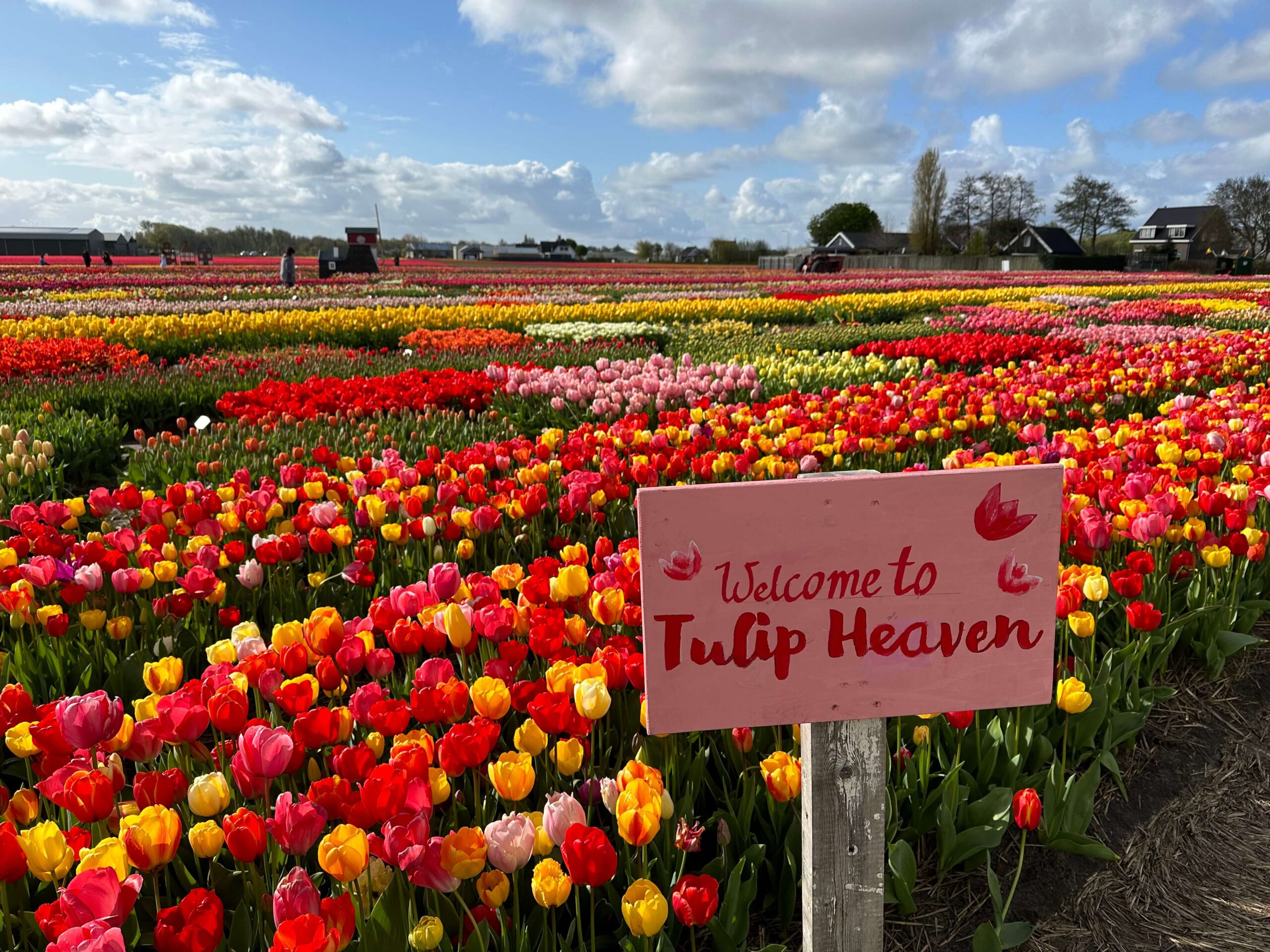 Tulip Festival Amsterdam