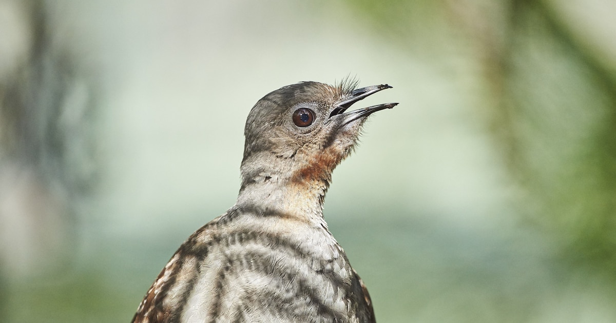 Vogel Metaalachtig Geluid