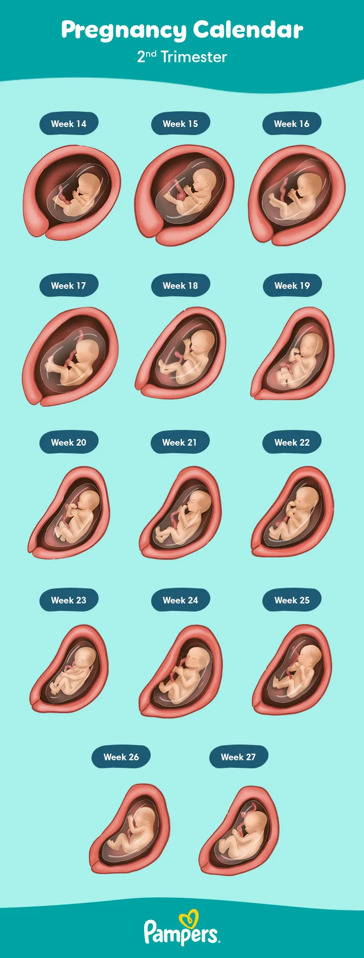 When Does The Second Trimester Start Week 13 Or 14