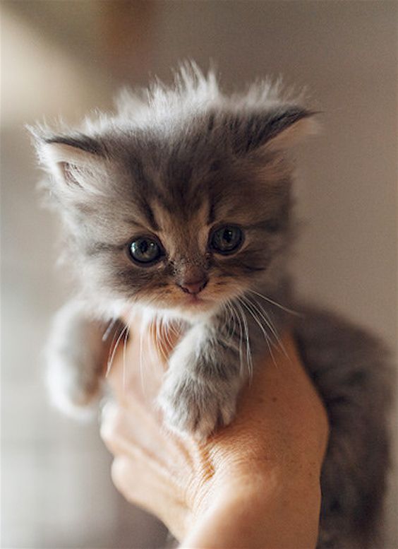 Gratis Kat Adopteren